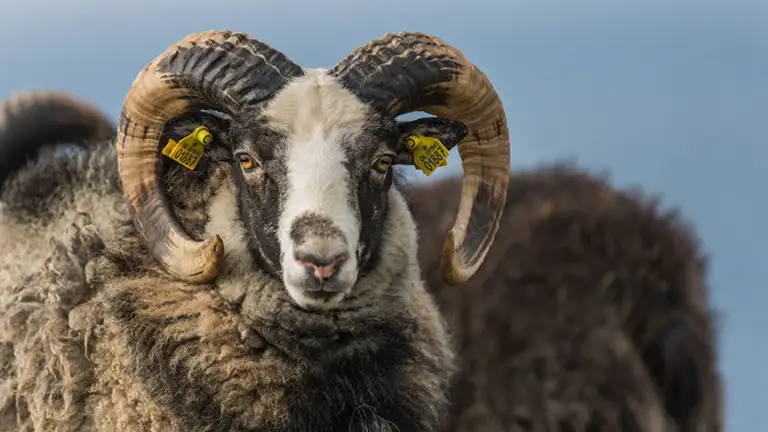 V&aelig;dder med &oslash;rem&aelig;rkning fra Borupg&aring;rd