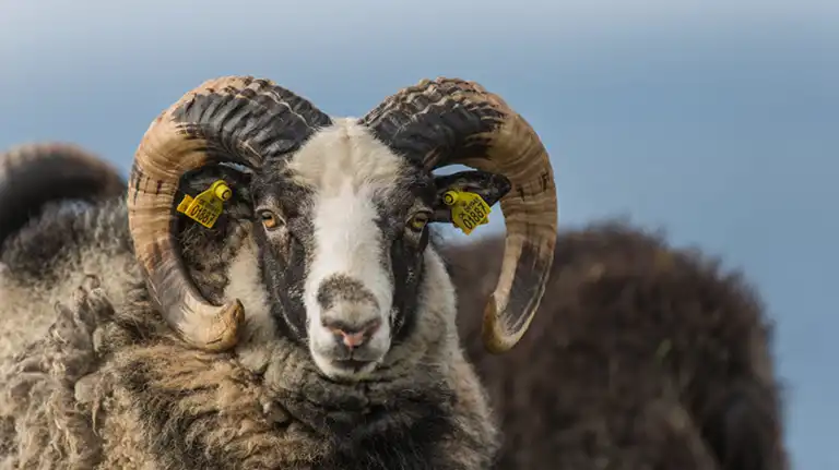 Vædder med øremærkning ser sur ud