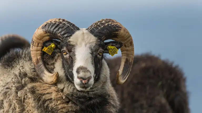 Vædder med øremærkning kigger direkte ind i kameraet.